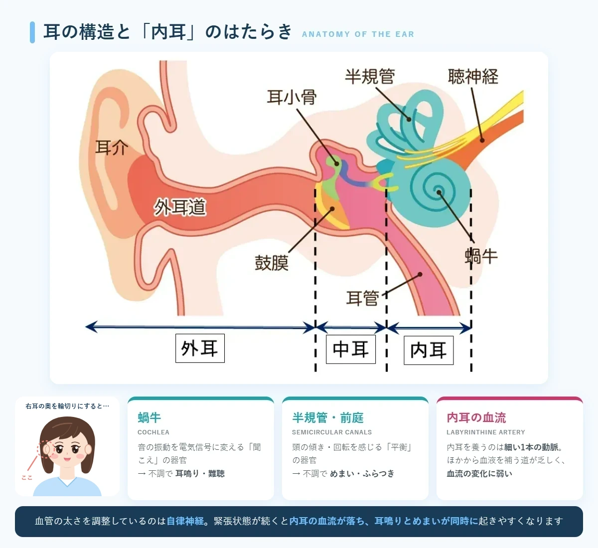 耳の構造(外耳・中耳・内耳)と内耳のはたらき:蝸牛・半規管・内耳の血流